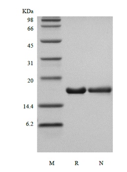 Recombinant Human Interleukin-36 Receptor Antagonist Protein