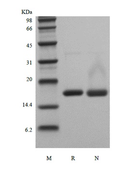Recombinant Human Interleukin-36 gamma, 152a.a.