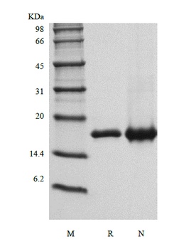 Recombinant Human Interleukin-36 alpha, 158a.a.