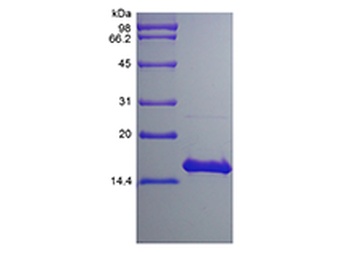 Recombinant Human Interleukin-17F