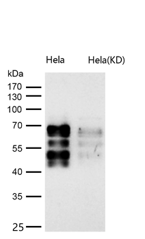 BIN1 Rabbit mAb [KD Validated]