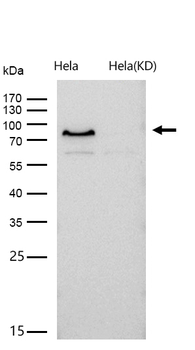 PWP1 Rabbit mAb [KD Validated]