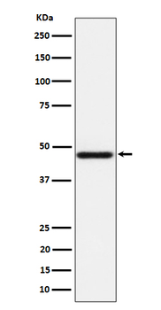 AZI2 Rabbit mAb