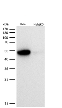 AAMP Rabbit mAb [KD Validated]