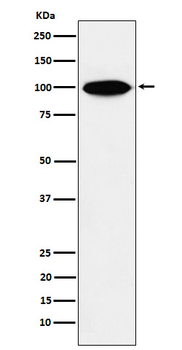 KIFAP3 Rabbit mAb