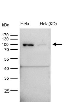 TRAF6BP Rabbit mAb [KD Validated]