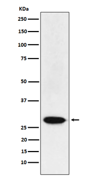 MAD3 Rabbit mAb