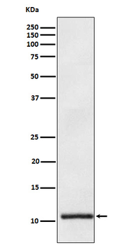 Apolipoprotein A II Rabbit mAb