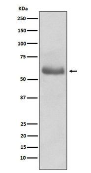 Oct-2 Rabbit mAb