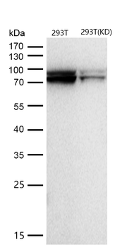 Cullin 1 Rabbit mAb [KD Validated]