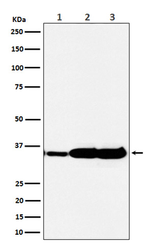 HuR / ELAVL1 Rabbit mAb