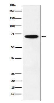 NRF1 Rabbit mAb