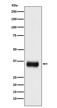 SF2 Rabbit mAb