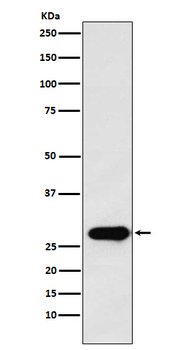 Securin Rabbit mAb