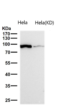 Dynamin 2 Rabbit mAb