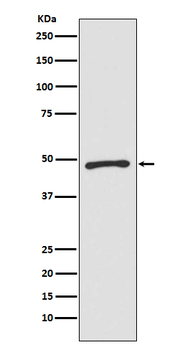 Zic1 Rabbit mAb