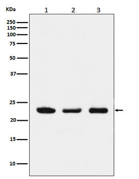 p23 Rabbit mAb