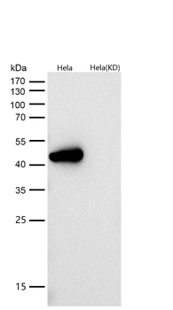 Wnt5a Rabbit mAb [KD Validated]