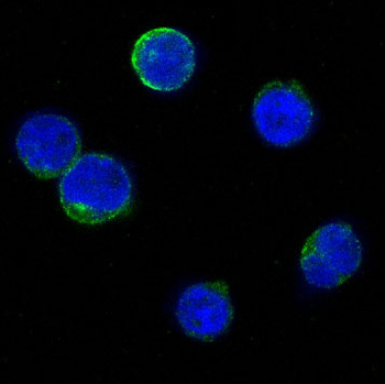 Bid Rabbit mAb
