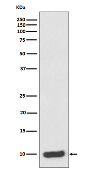 S100 alpha 6 Rabbit mAb