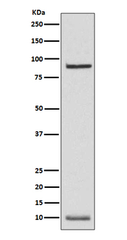 NEDD8 Rabbit mAb