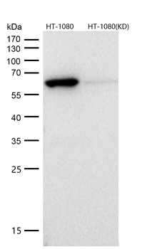 Src Rabbit mAb [KD Validated]