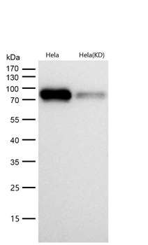 Raf1 Rabbit mAb [KD Validated]