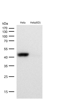 Caspase-9 Rabbit mAb [KD Validated]