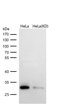 Bcl10 Rabbit mAb [KD Validated]