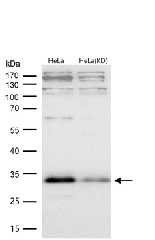 JAM1 Rabbit mAb [KD Validated] Antibody