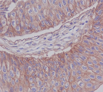 JAM1 Rabbit mAb [KD Validated] Antibody