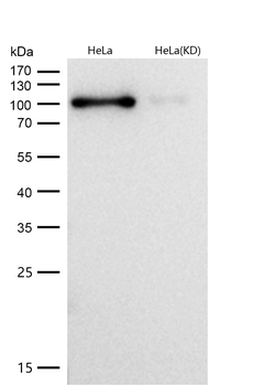 DGCR8 Rabbit mAb [KD Validated]