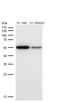 Cyclin B1 Rabbit mAb [KD Validated]
