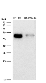 Src Rabbit mAb  [KD Validated]