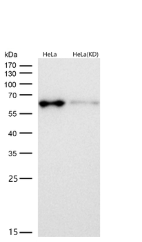 AMPK alpha 1 Rabbit mAb [KD Validated]