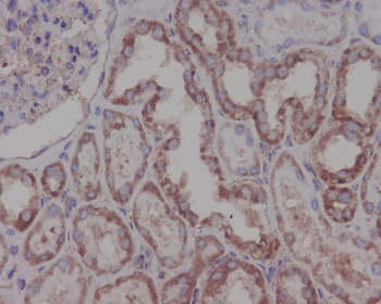 Hsp90 beta Rabbit mAb