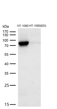 STAT3 Rabbit mAb [KD Validated]