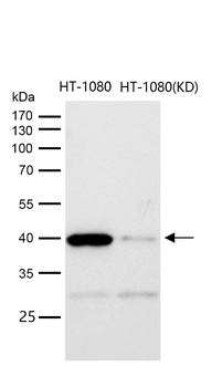 p38 MAPK Rabbit mAb [KD Validated]