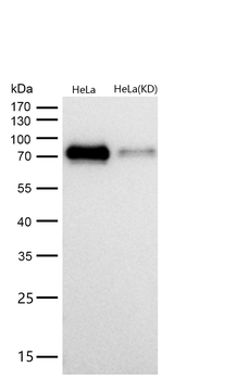 Raf1 Rabbit mAb [KD Validated]