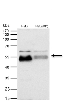 Smad5 Rabbit mAb [KD Validated]