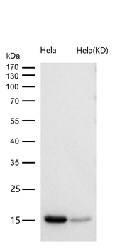 Histone H3 (acetyl K56) Rabbit mAb [KD Validated]
