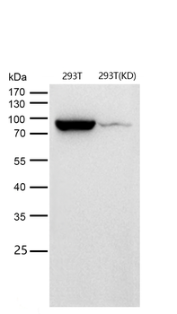 Hsp90 beta Rabbit mAb [KD Validated]