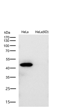 ERK1 Rabbit mAb [KD Validated]