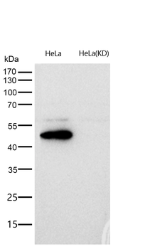 ERK1 Rabbit mAb [KD Validated]