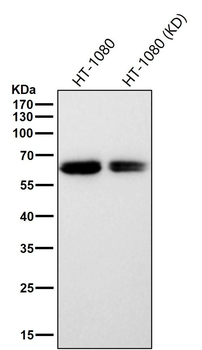 Phospho-Src (Y529) Antibody