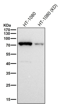 Phospho-PKC alpha (T497) Antibody
