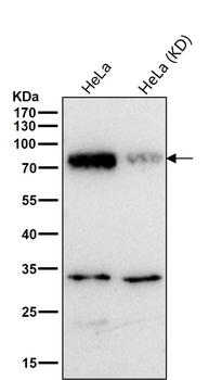 PKC delta + PKC theta Antibody
