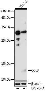 CCL3 antibody