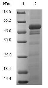 Rat Sult1a1 protein
