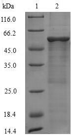 Mouse Rplp0 protein